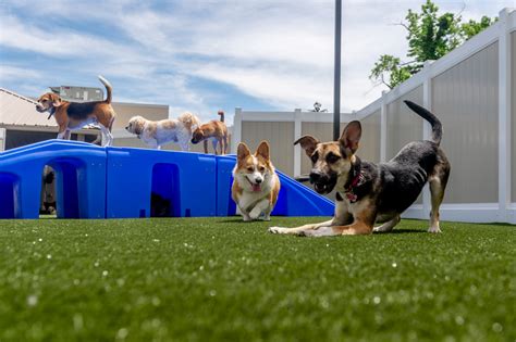 TOP 10 BEST Dog Daycare in Annapolis, MD